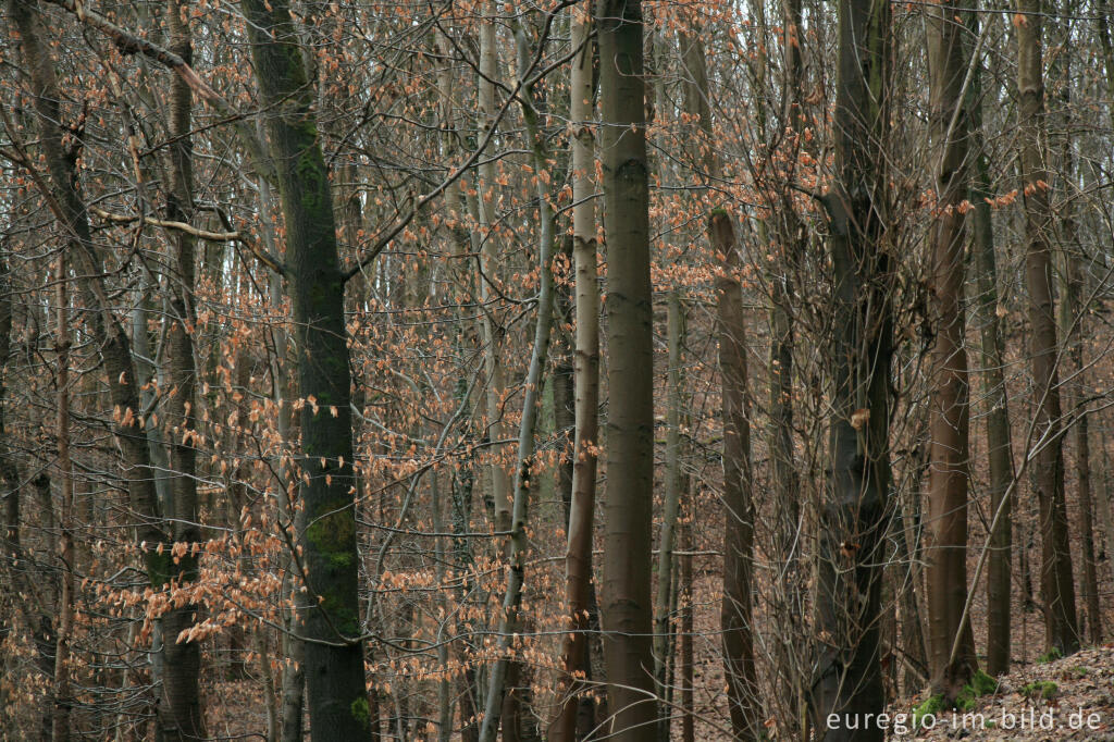 Detailansicht von Winterlicher Buchenwald im Wurmtal