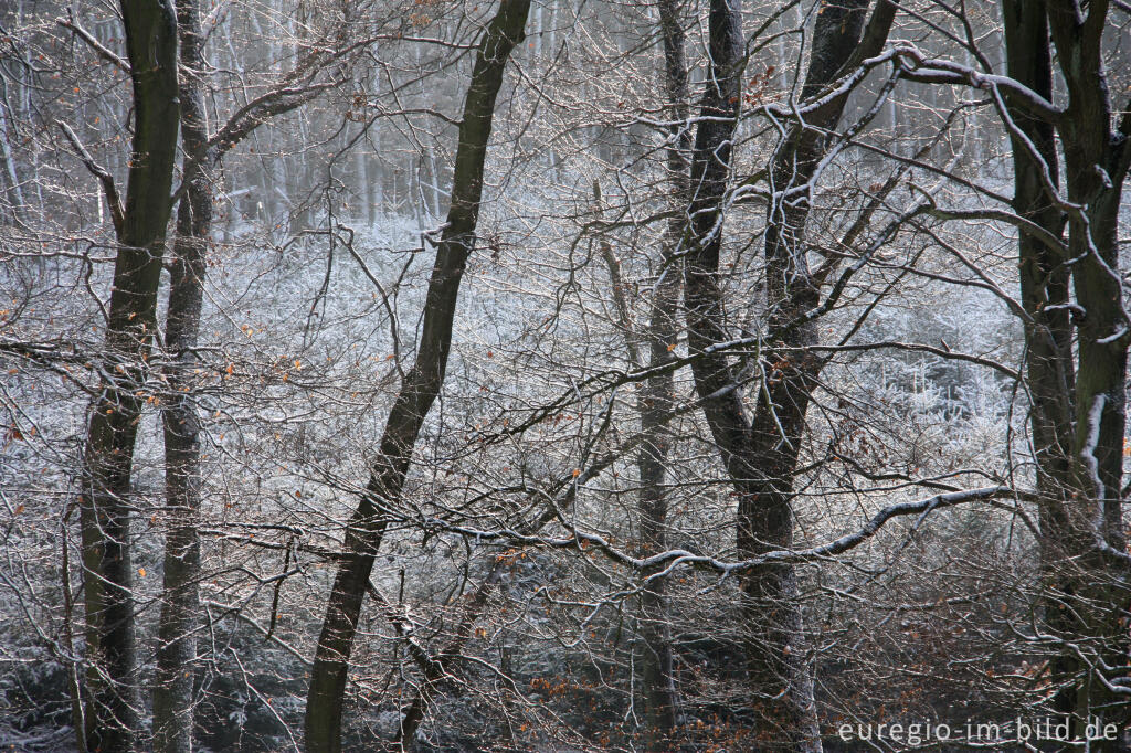 Detailansicht von Winterlicher Buchenwald