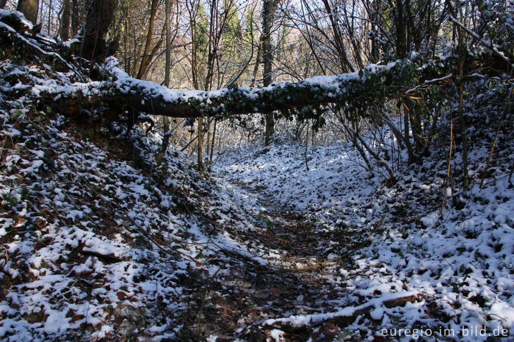 Detailansicht von Winterlicher Hohlweg mit umgestürztem baum im Schimperbos, B