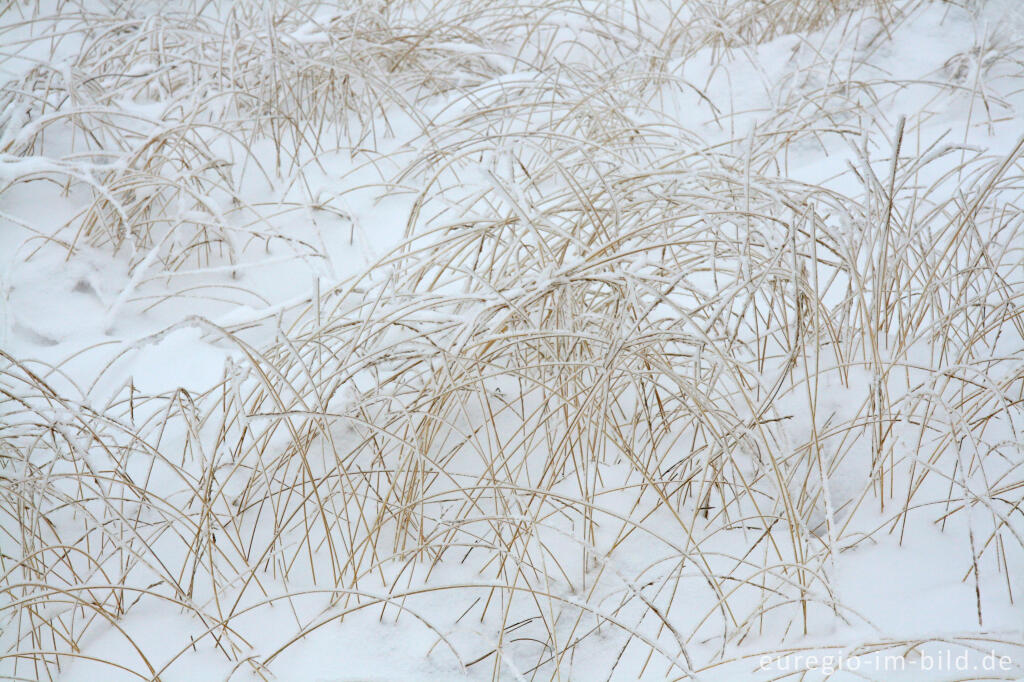 Detailansicht von Winterliches Pfeifengras im Hohen Venn