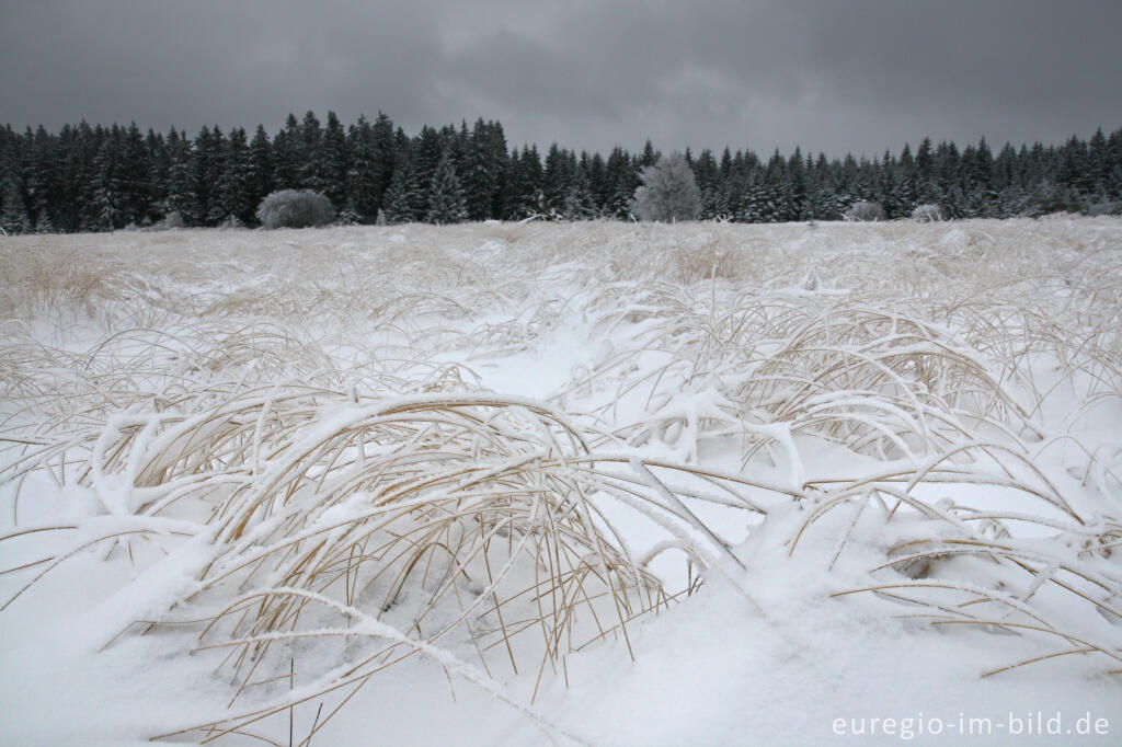 Detailansicht von Winterliches Pfeifengras im Hohen Venn