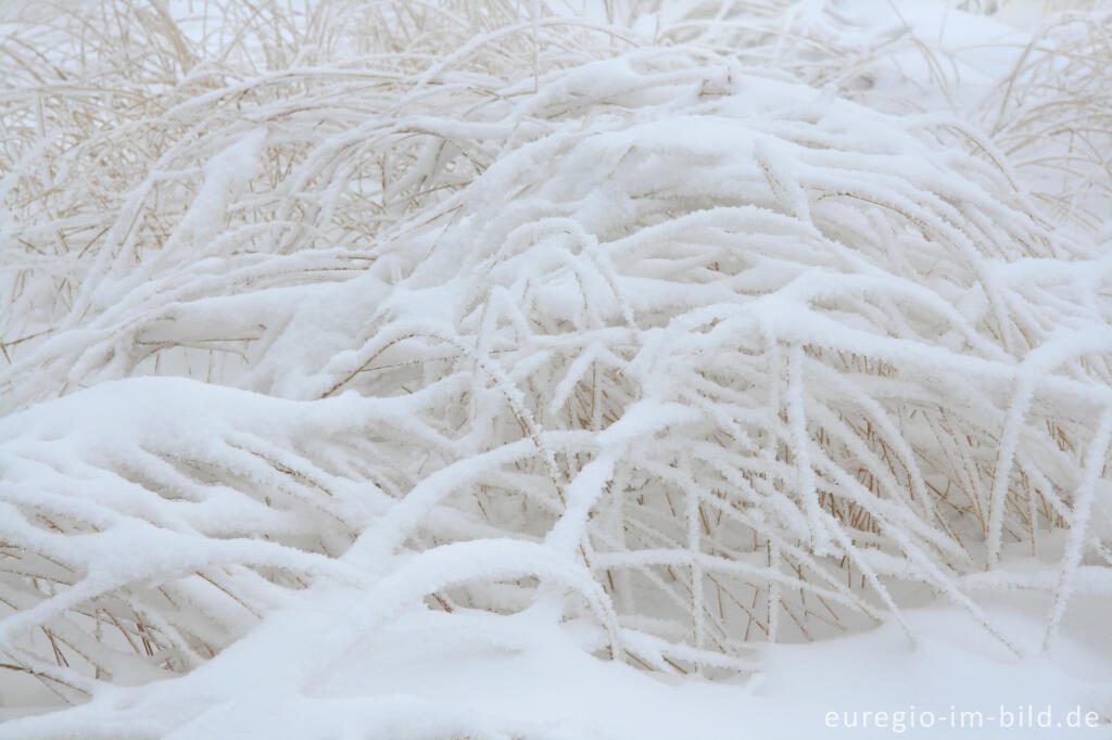 Detailansicht von Winterliches Pfeifengras im Hohen Venn