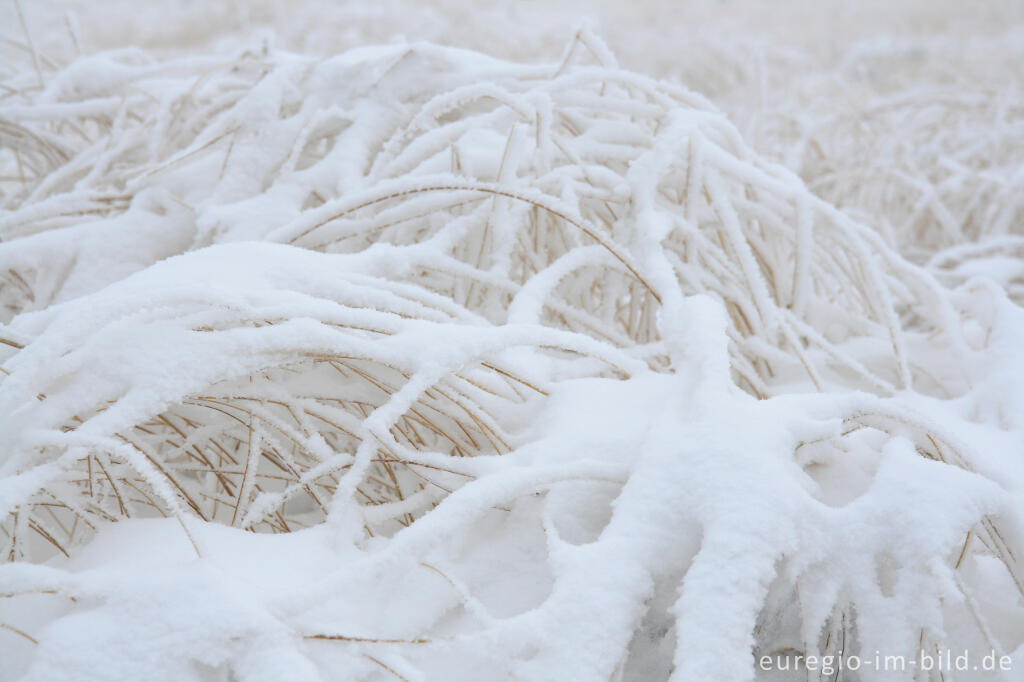 Detailansicht von Winterliches Pfeifengras im Hohen Venn