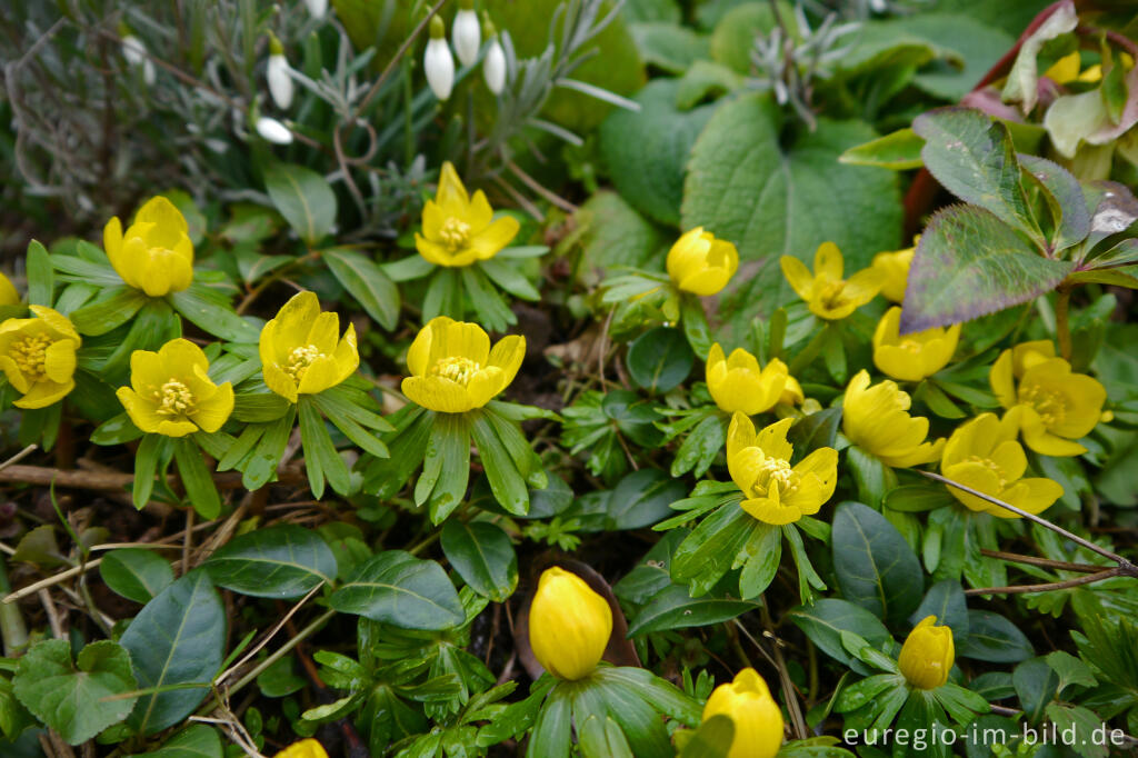 Detailansicht von Winterlinge, Eranthis hyemalis 