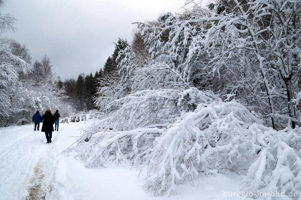 Detailansicht von Winterspaziergang bei der Eupener Talsperre