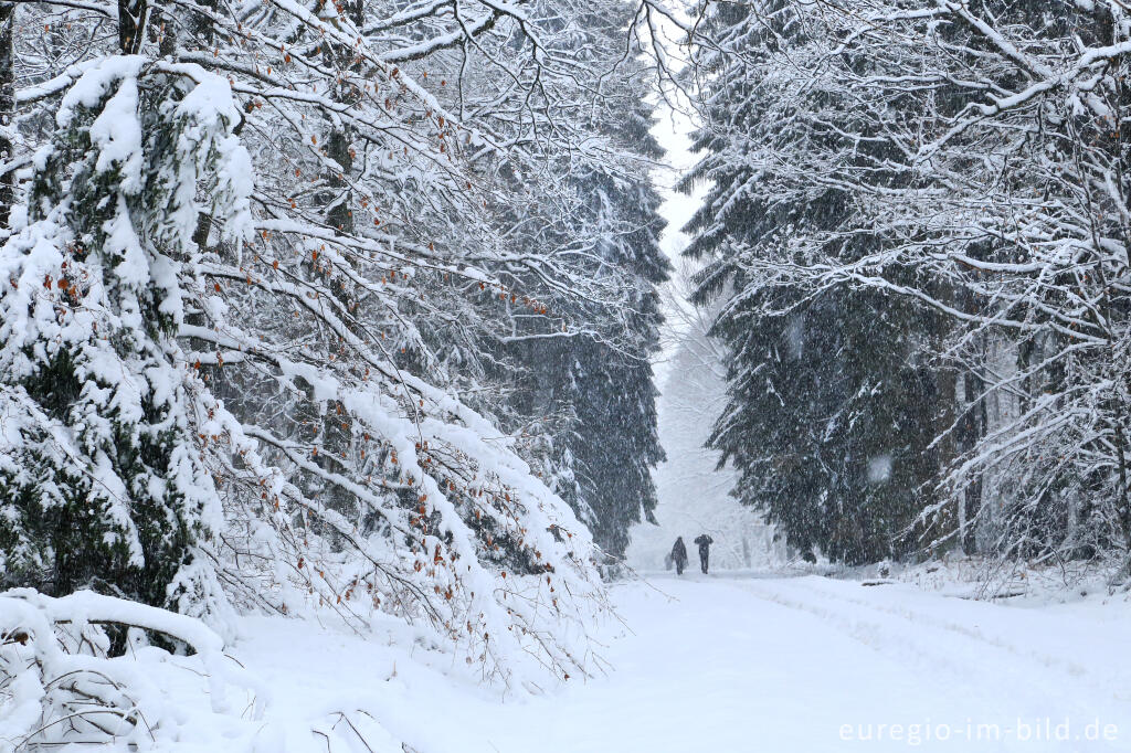 Detailansicht von Winterspaziergang bei der Eupener Talsperre