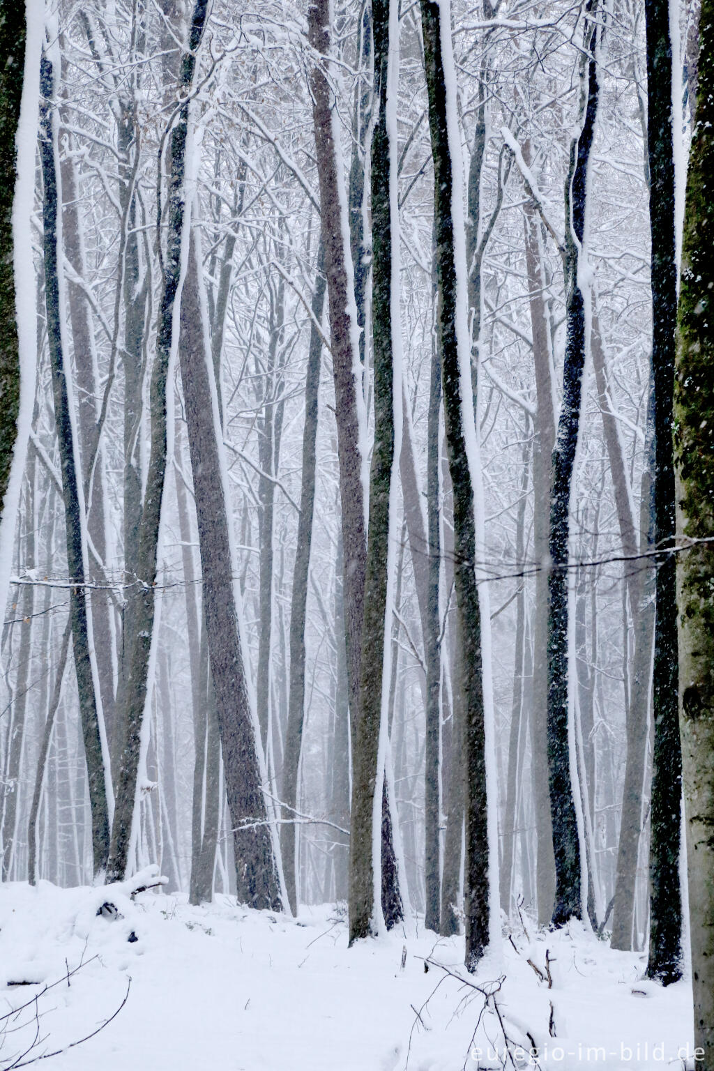 Detailansicht von Winterspaziergang bei der Eupener Talsperre