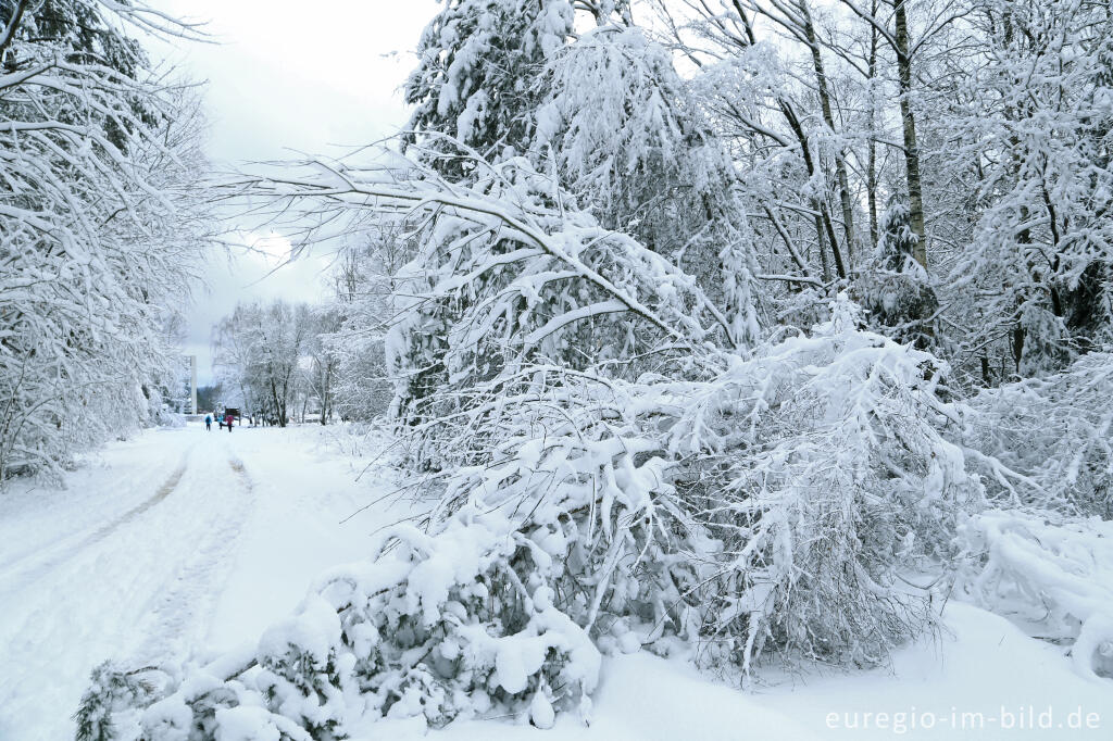 Detailansicht von Winterspaziergang bei der Eupener Talsperre