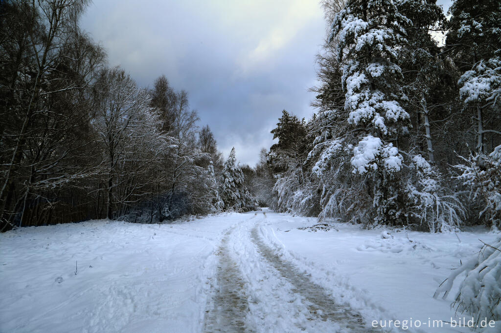 Detailansicht von Winterspaziergang bei der Eupener Talsperre