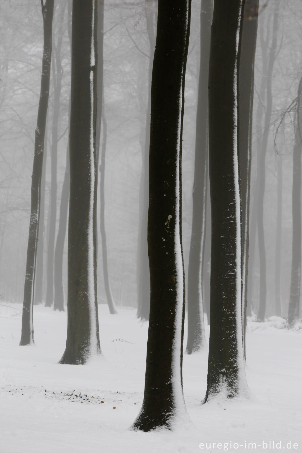 Detailansicht von Winterwald bei Rodt (St. Vith) in den Ardennen