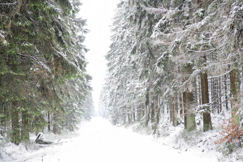 Detailansicht von Winterwald im Hohen Venn