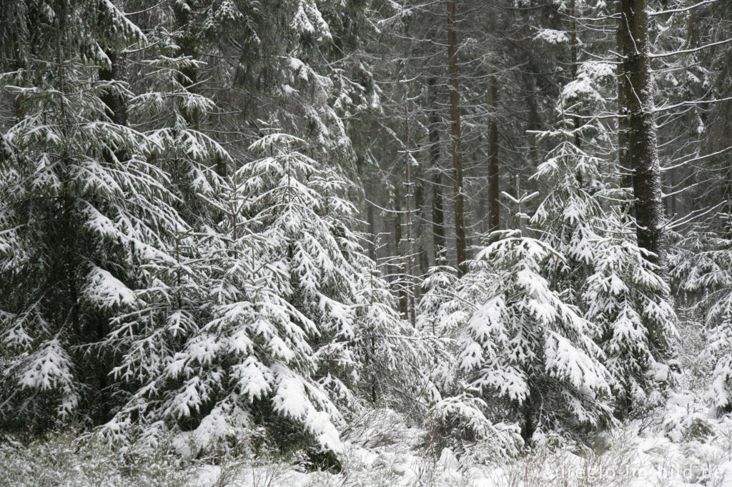 Detailansicht von Winterwald im Hohen Venn