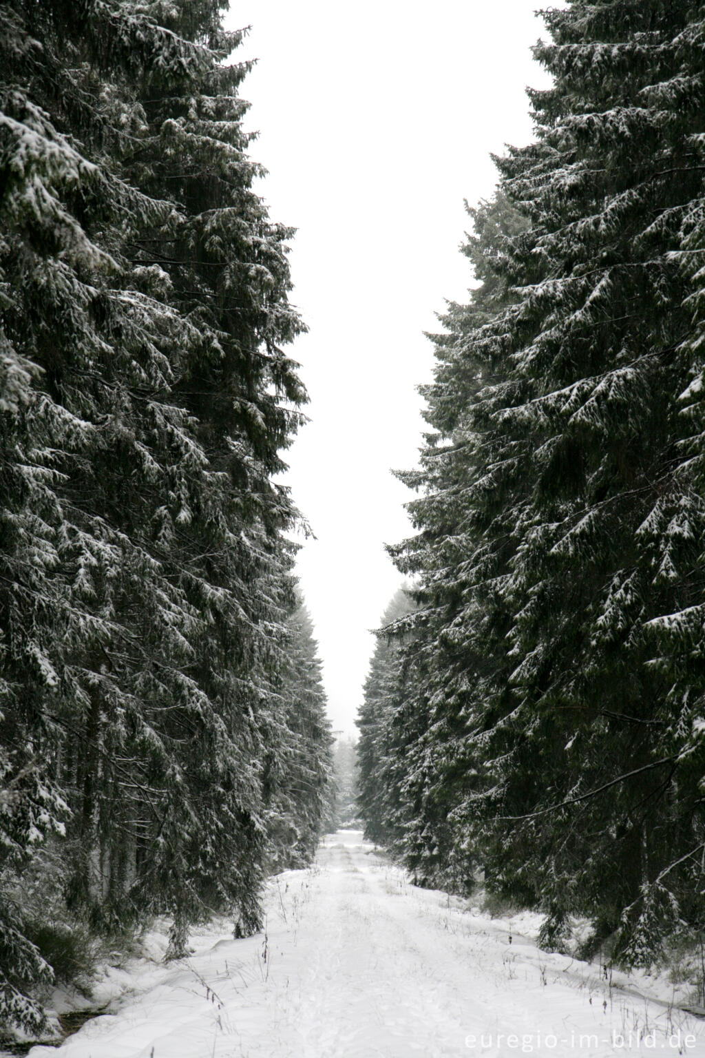 Detailansicht von Winterwald im Hohen Venn