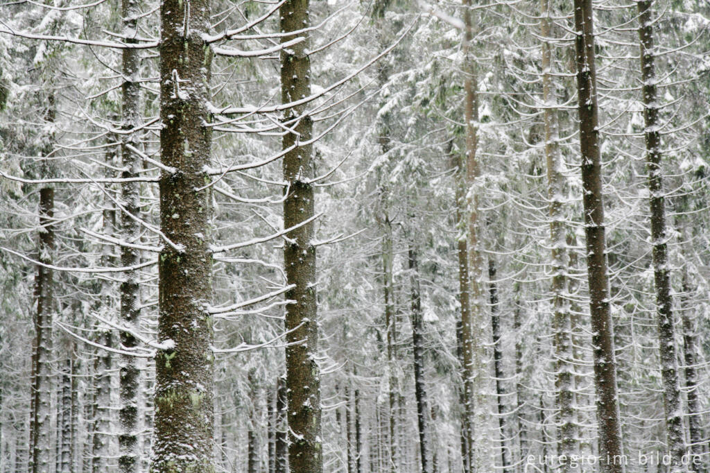 Detailansicht von Winterwald im Hohen Venn