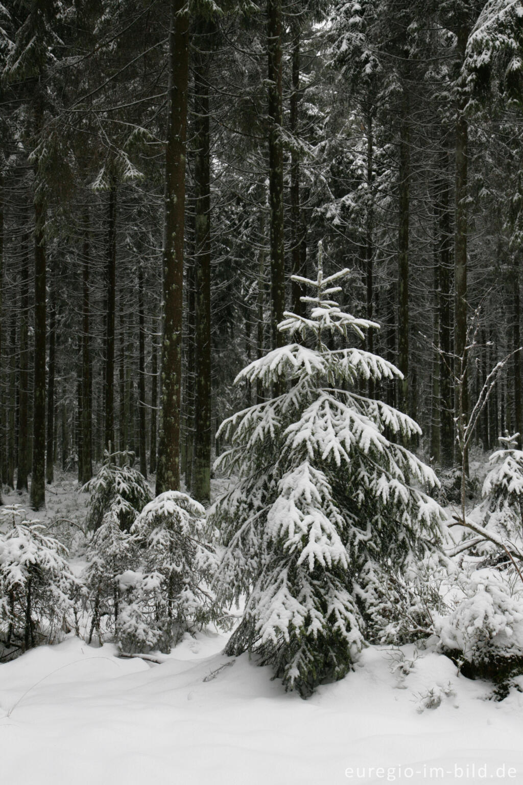 Detailansicht von Winterwald im Hohen Venn