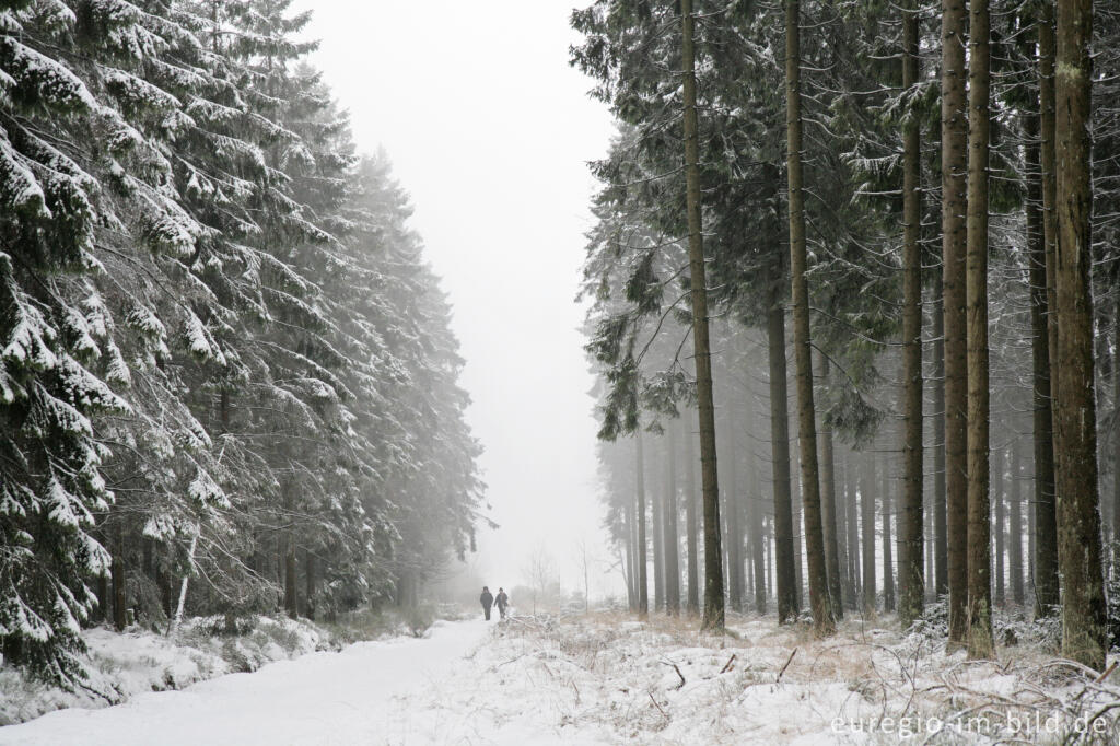 Detailansicht von Winterwald im Hohen Venn