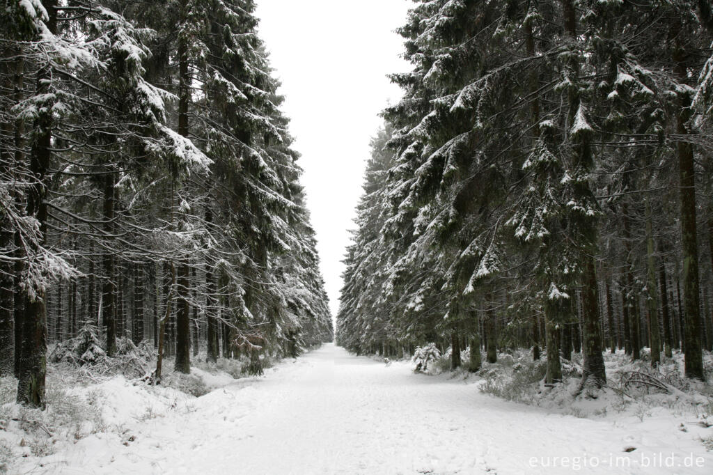 Detailansicht von Winterwald im Hohen Venn