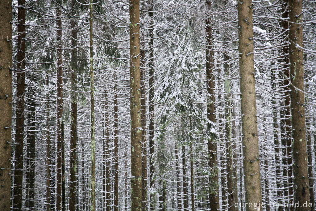 Detailansicht von Winterwald im Hohen Venn