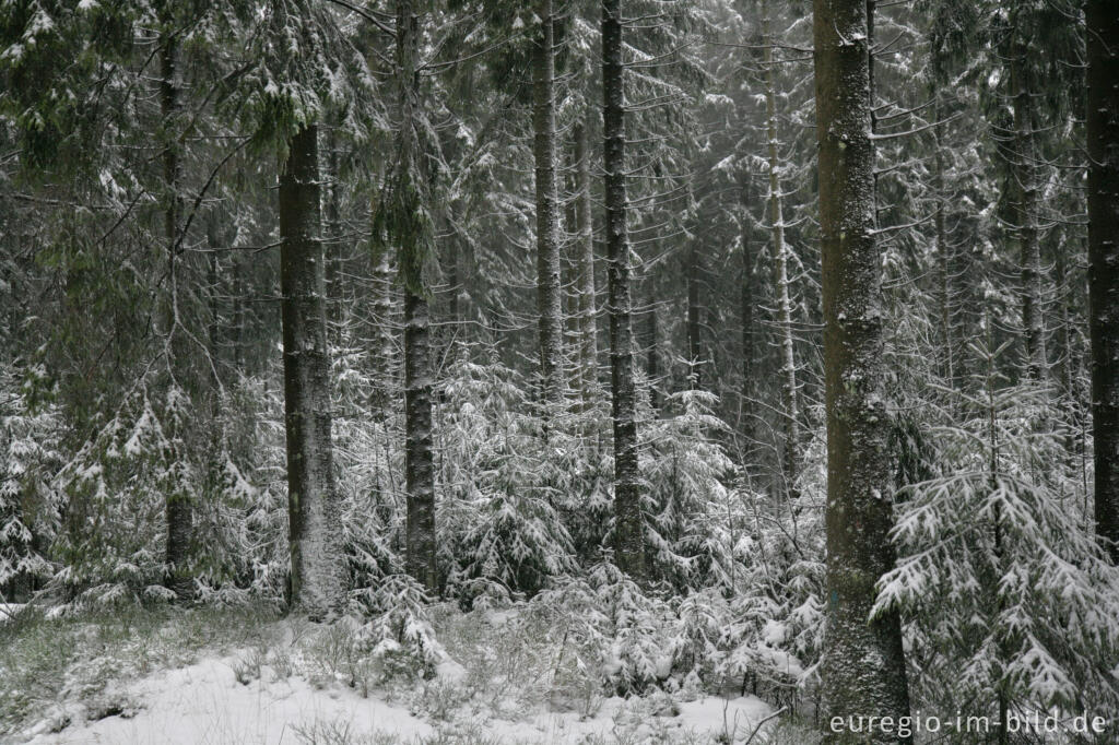 Detailansicht von Winterwald im Hohen Venn