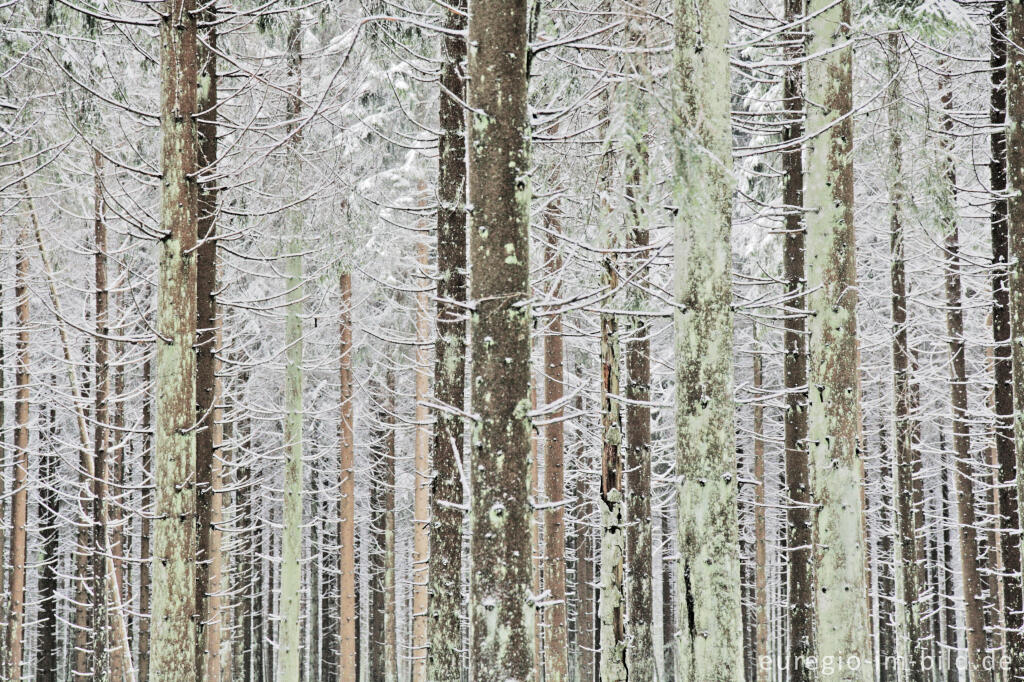 Detailansicht von Winterwald im Hohen Venn