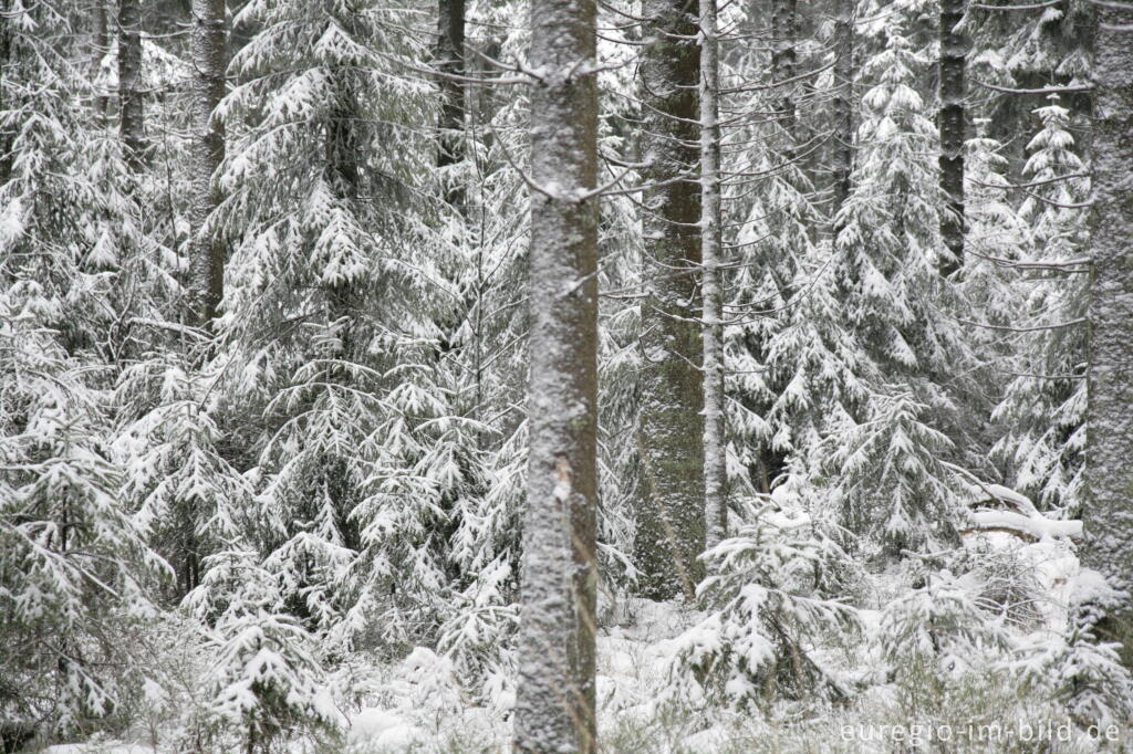 Detailansicht von Winterwald im Hohen Venn