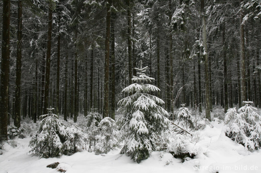 Detailansicht von Winterwald im Hohen Venn