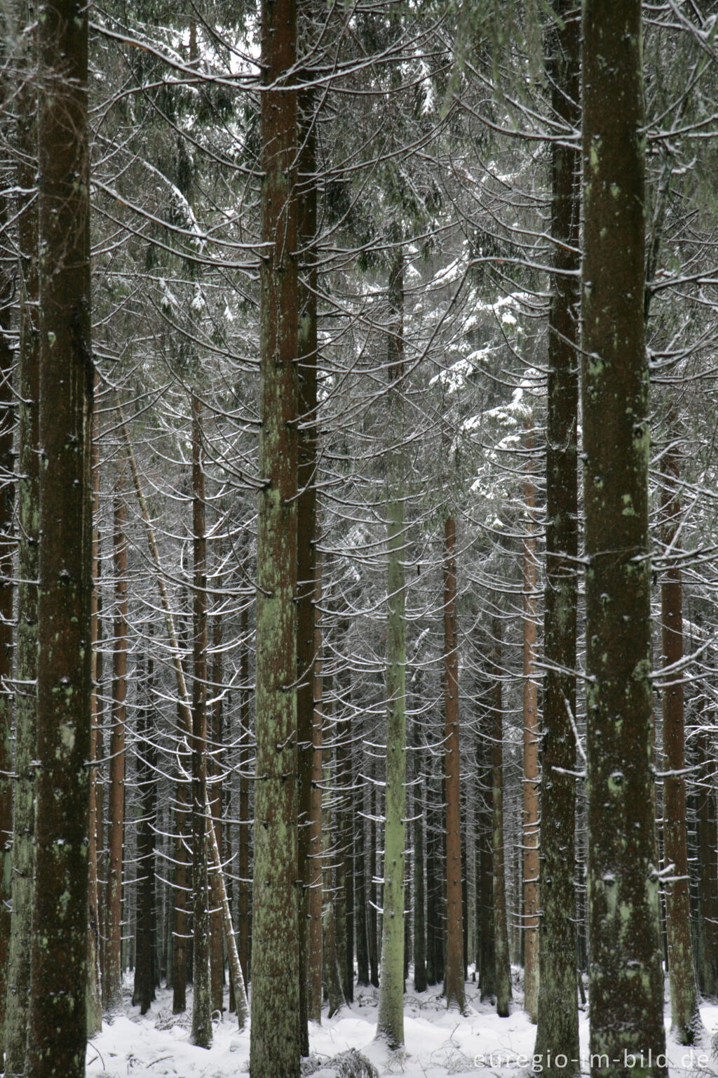 Detailansicht von Winterwald im Hohen Venn