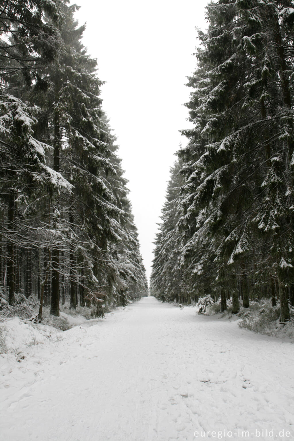 Detailansicht von Winterwald im Hohen Venn