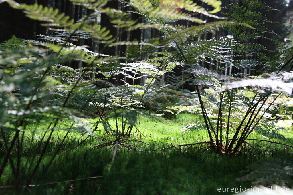 Detailansicht von Wurmfarn und Widertonmoos im Aachener Wald