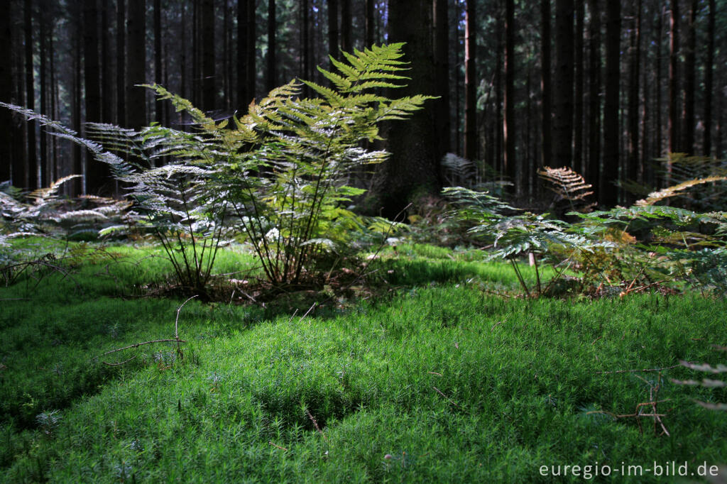 Detailansicht von Wurmfarn und Widertonmoos im Aachener Wald