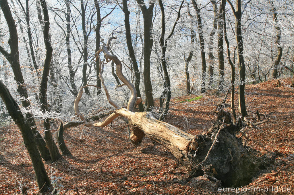 Detailansicht von Wurmtal im Winter, südlich vom Teuterhof