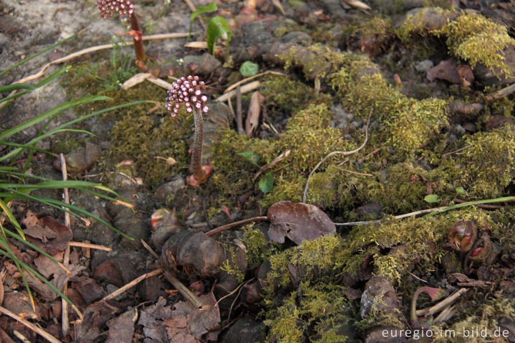 Detailansicht von Wurzelstock des Schildblatts, Peltiphyllum peltatum, mit Blütenknospen