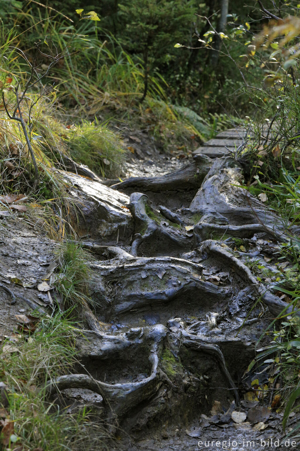 Detailansicht von Wurzelweg im Polleur-Venn