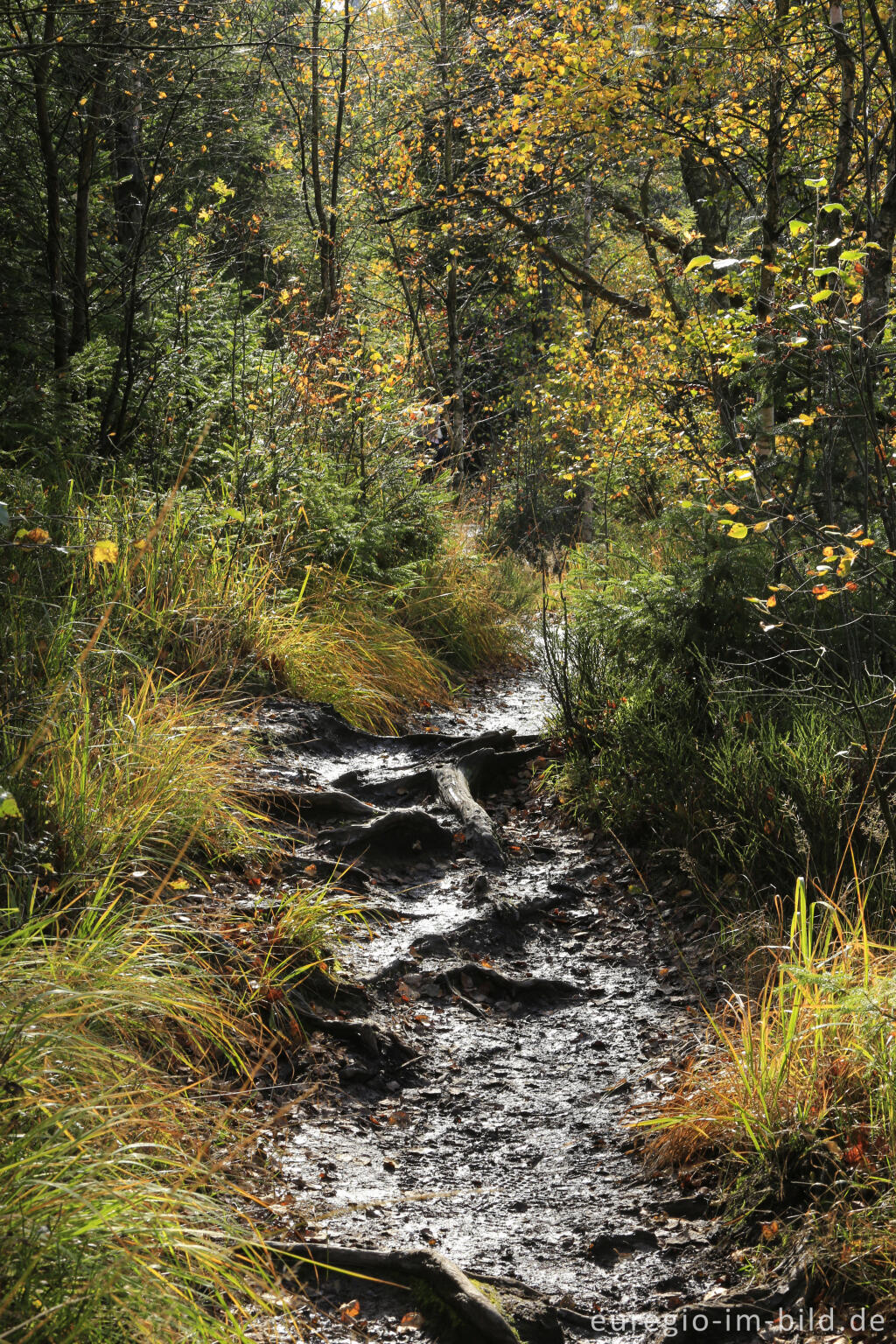 Detailansicht von Wurzelweg im Polleur-Venn