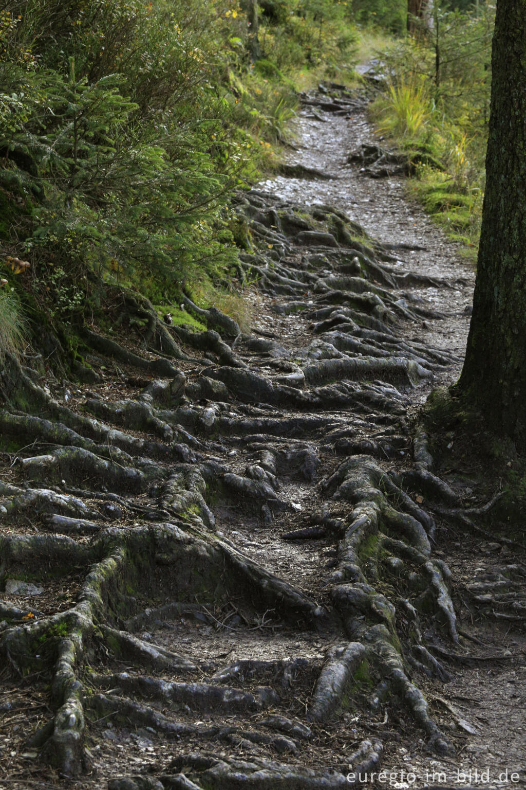 Detailansicht von Wurzelweg im Polleur-Venn