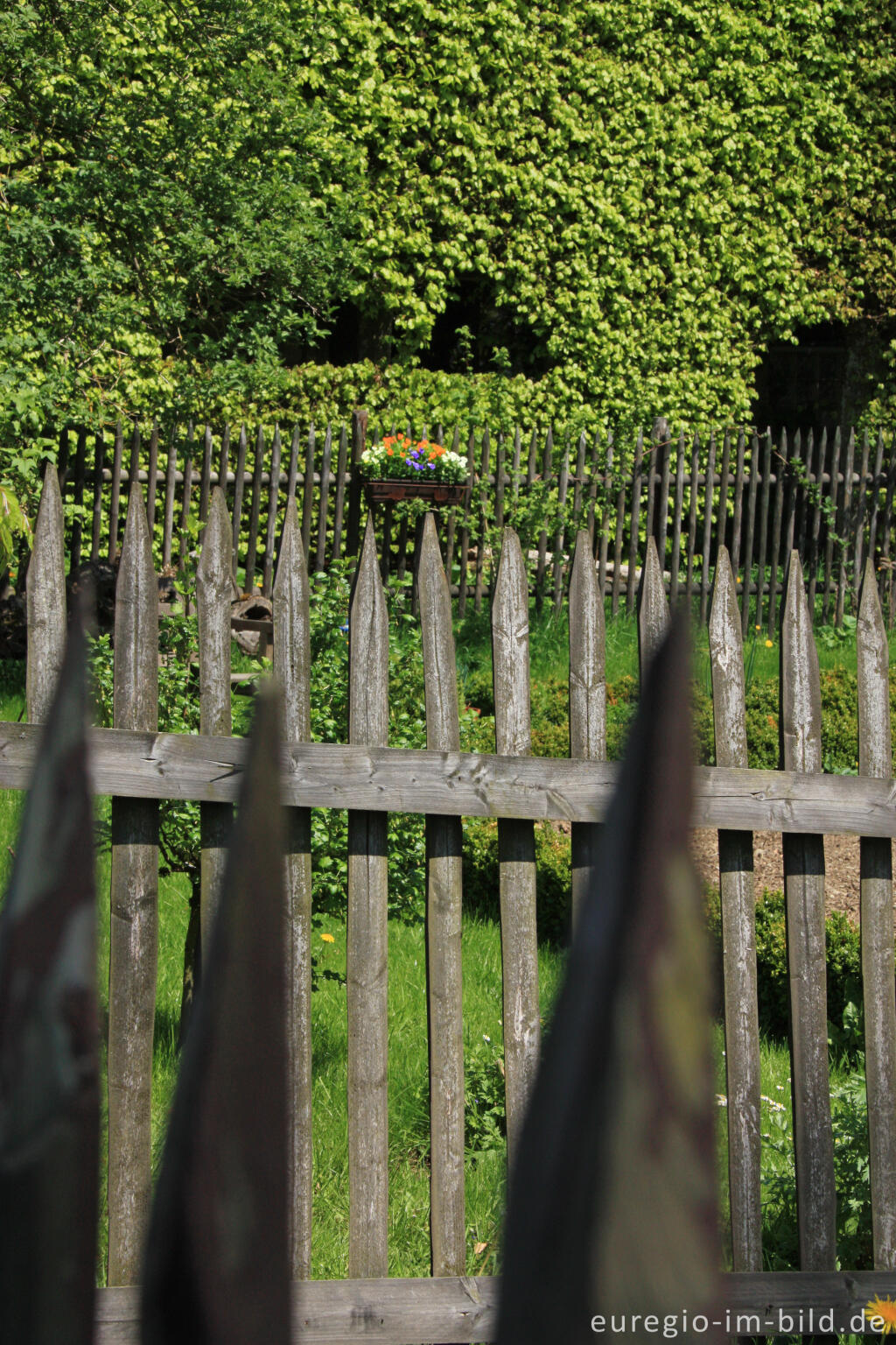 Detailansicht von Zäune und Buchenhecke in Monschau-Höfen 