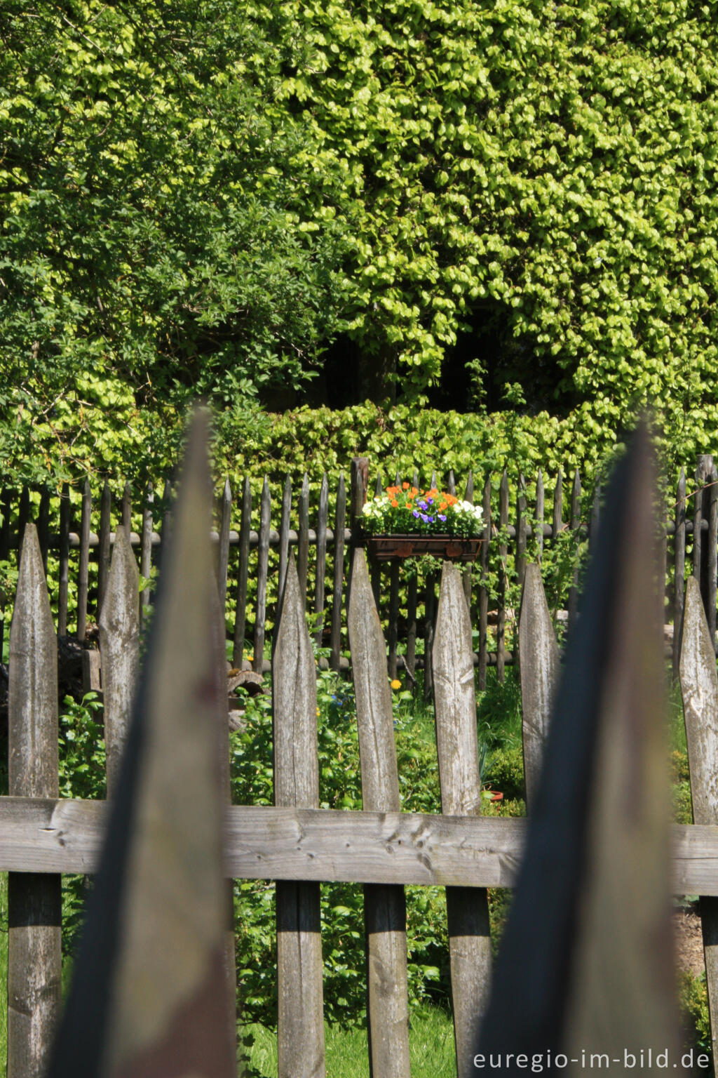 Detailansicht von Zäune und Buchenhecke in Monschau-Höfen 