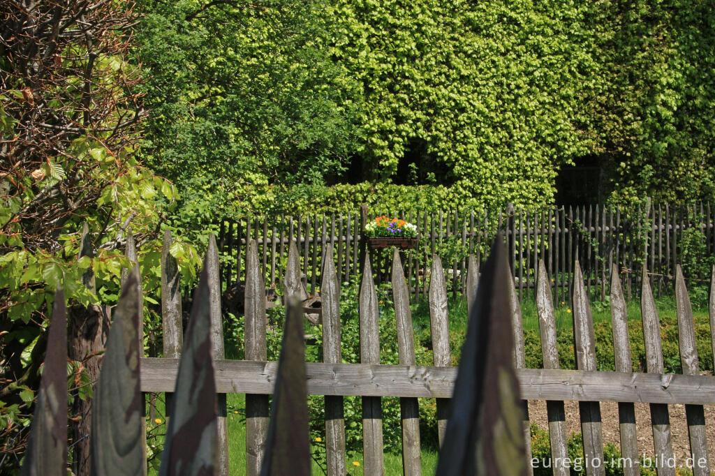 Detailansicht von Zäune und Buchenhecke in Monschau-Höfen 