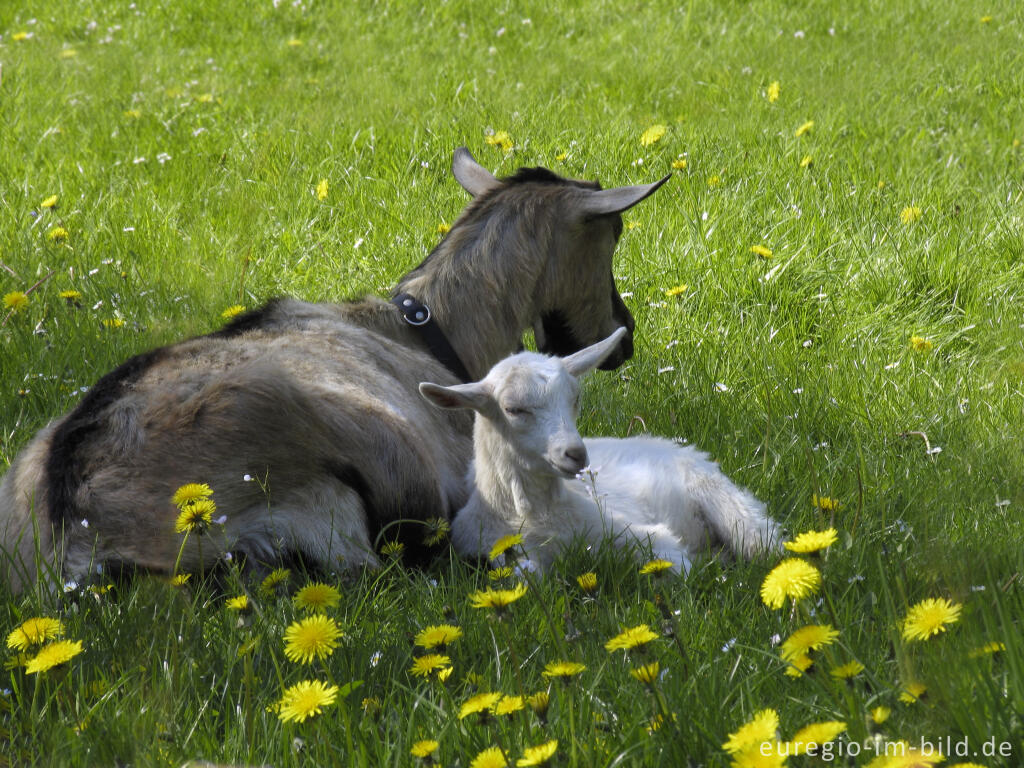 Detailansicht von Ziege mit Zicklein in einer Frühlingswiese