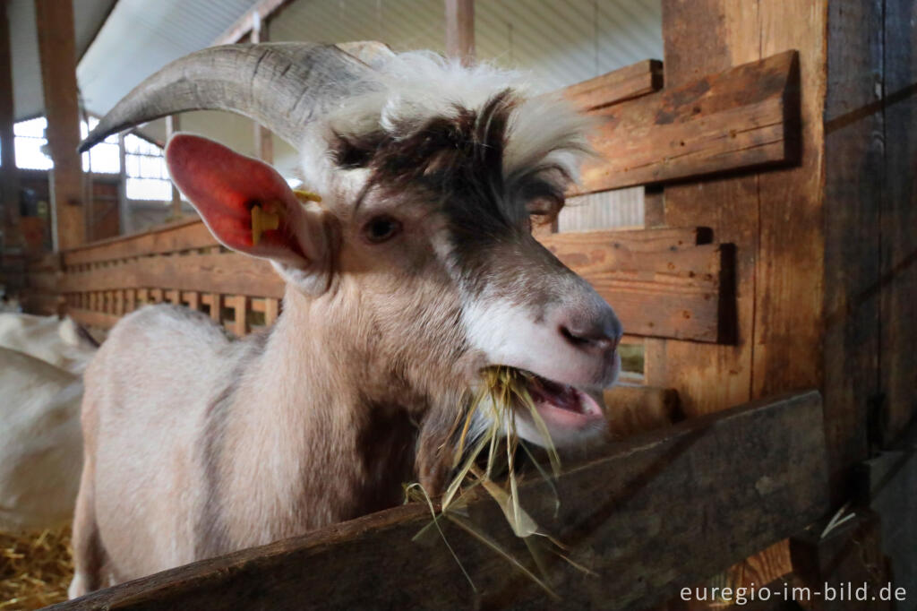 Detailansicht von Ziegenbock Elvis in der Ziegenkäserei Vulkanhof