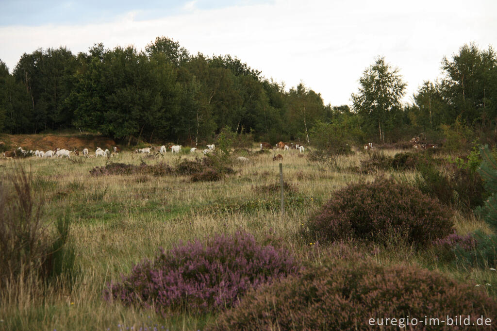 Detailansicht von Ziegenherde in der Drover Heide