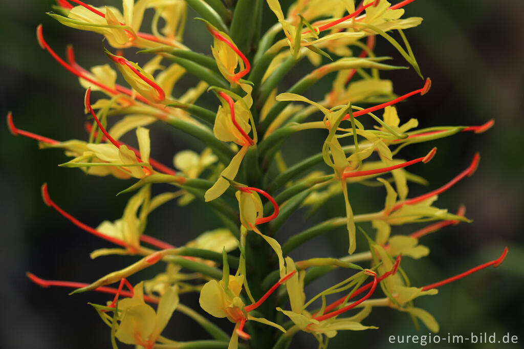 Detailansicht von Zieringwer, Hedychium gardnerianum 