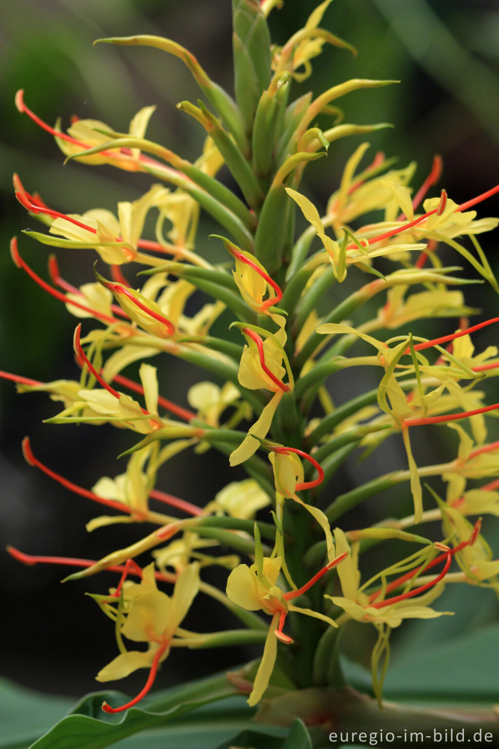 Detailansicht von Zieringwer, Hedychium gardnerianum 