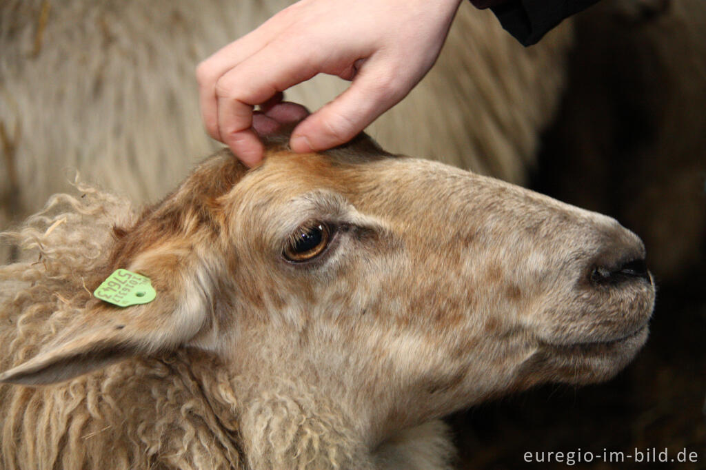 Detailansicht von Zu Besuch in der Schäferei Schaapskooi Mergelland