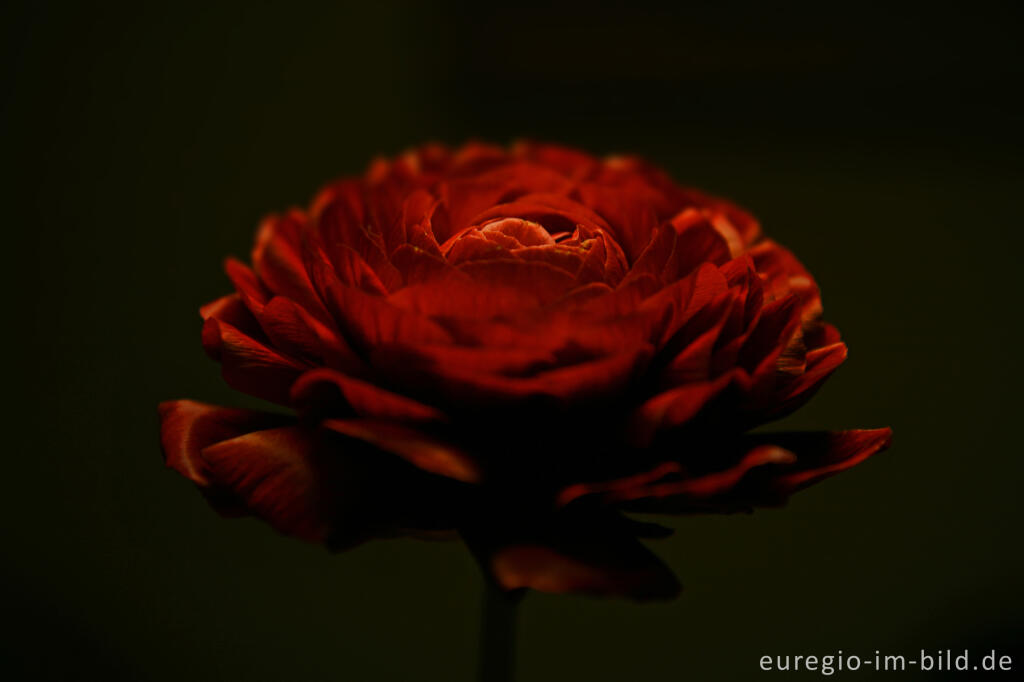 Detailansicht von Zuchtform des Asiatischen Hahnenfußes oder Ranunkel, Ranunculus asiaticus