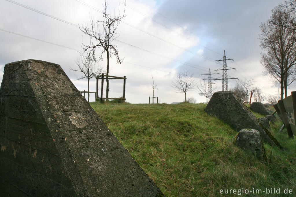 Detailansicht von zugeschütteter Westwall mit Obstbäumen bei Herzogenrath-Klinkheide