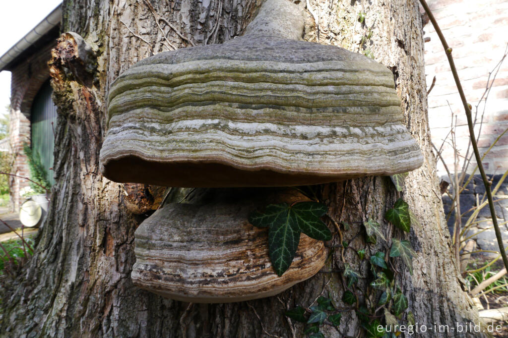 Zunderschwamm, Fomes fomentarius, an einer Linde