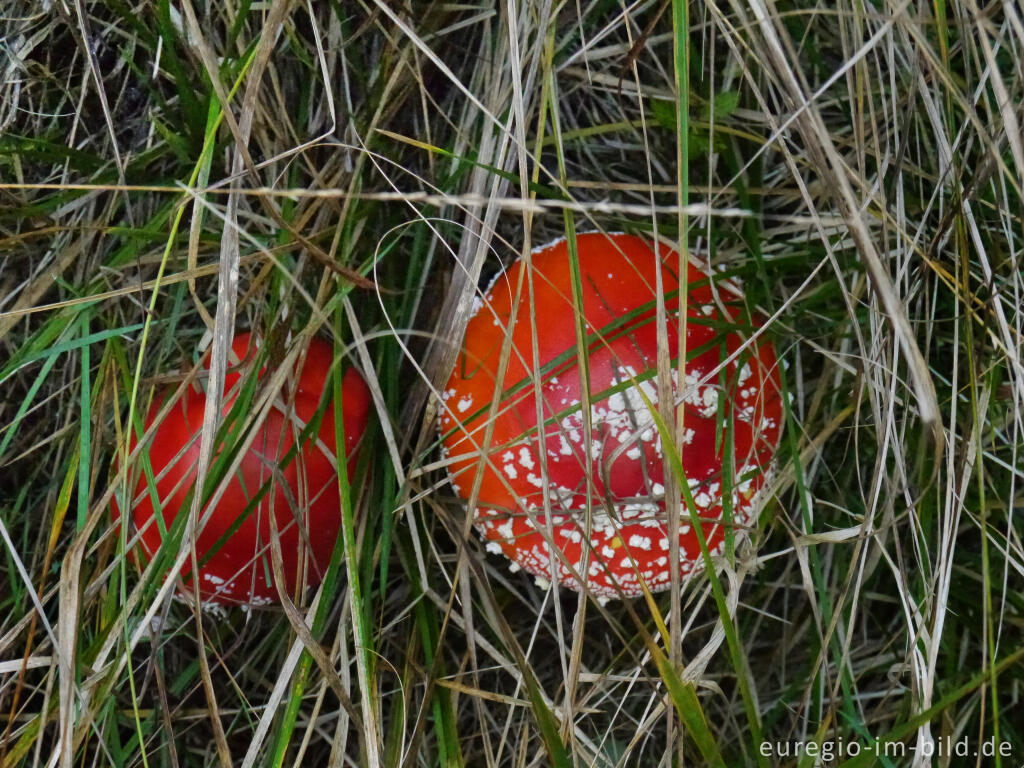 Detailansicht von Zwei Fliegenpilze mit Gras