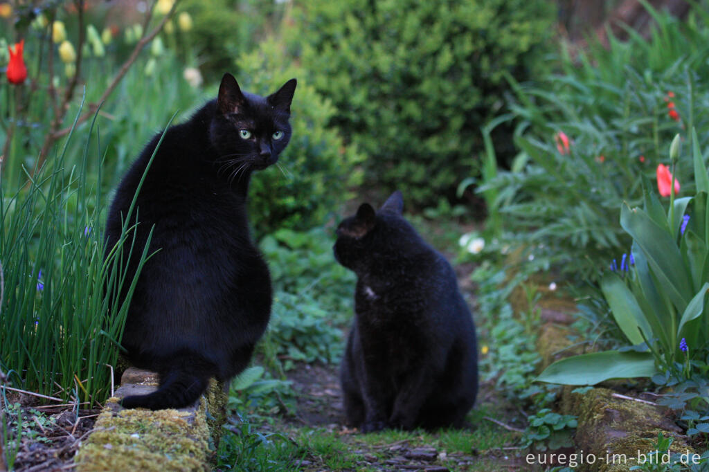 Detailansicht von Zwei schwarze Katzen im Garten