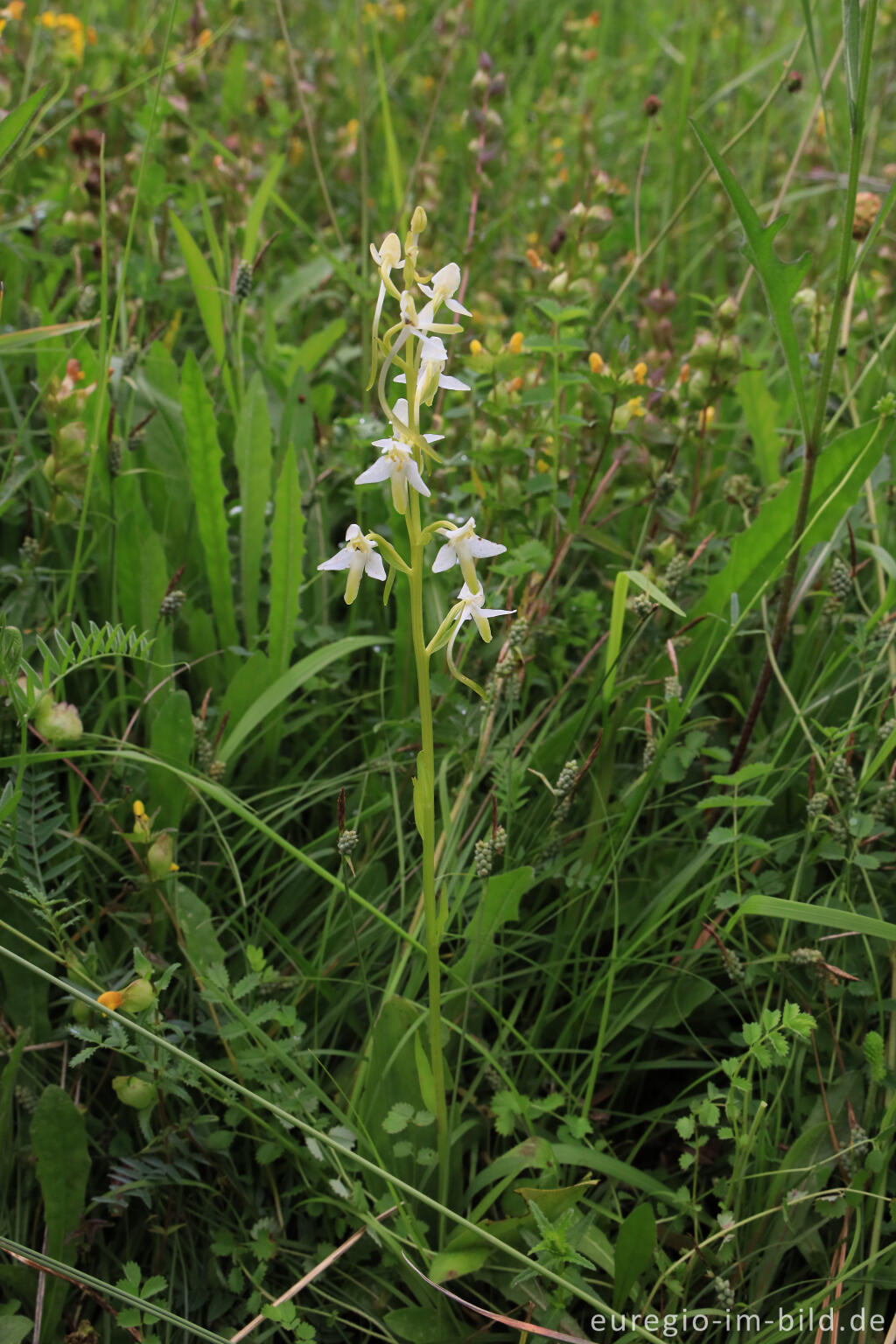 Detailansicht von Zweiblättrige Waldhyazinthe (Platanthera bifolia)